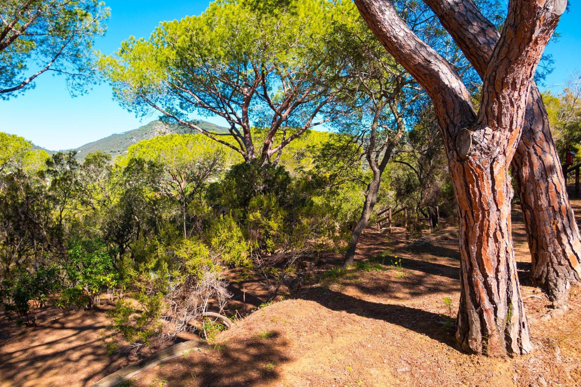 Camping Lacona Pineta Capoliveri  Dış mekan fotoğraf